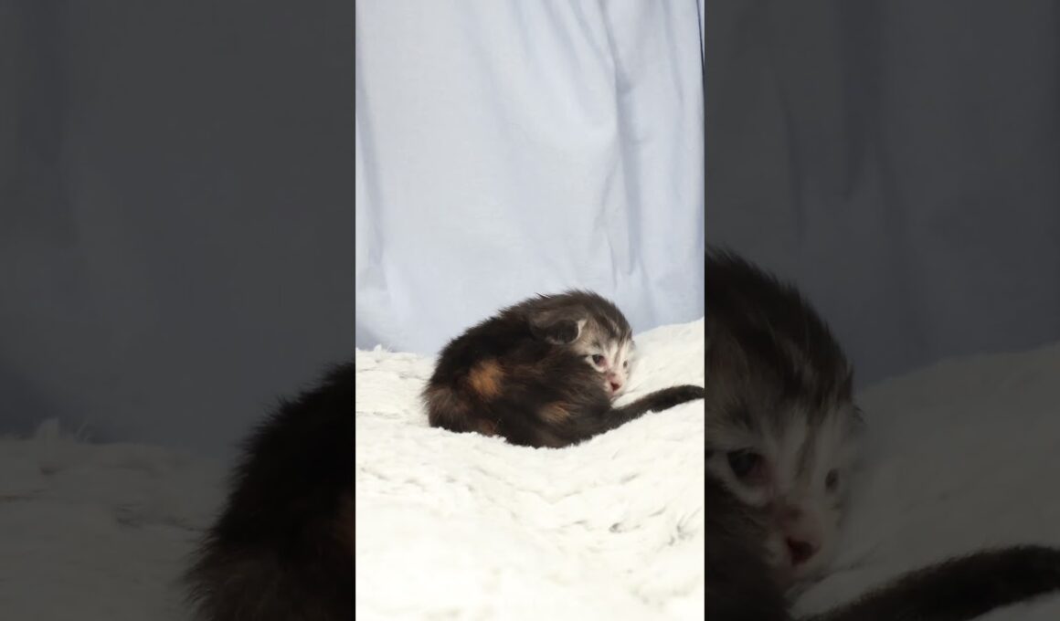 生後8日のメインクーン赤ちゃん鈴奈ちゃん