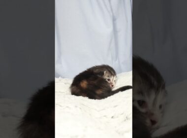 生後8日のメインクーン赤ちゃん鈴奈ちゃん