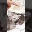 重なった子猫達かわいすぎｗ【赤ちゃん猫　保護猫】 #kitten #gatto #cat #cute #子ネコ #好きな子猫 #meow #エウレカねこ部 #保護猫