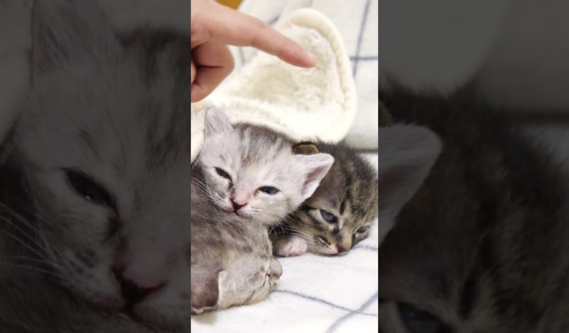 重なった子猫達かわいすぎｗ【赤ちゃん猫　保護猫】 #kitten #gatto #cat #cute #子ネコ #好きな子猫 #meow #エウレカねこ部 #保護猫