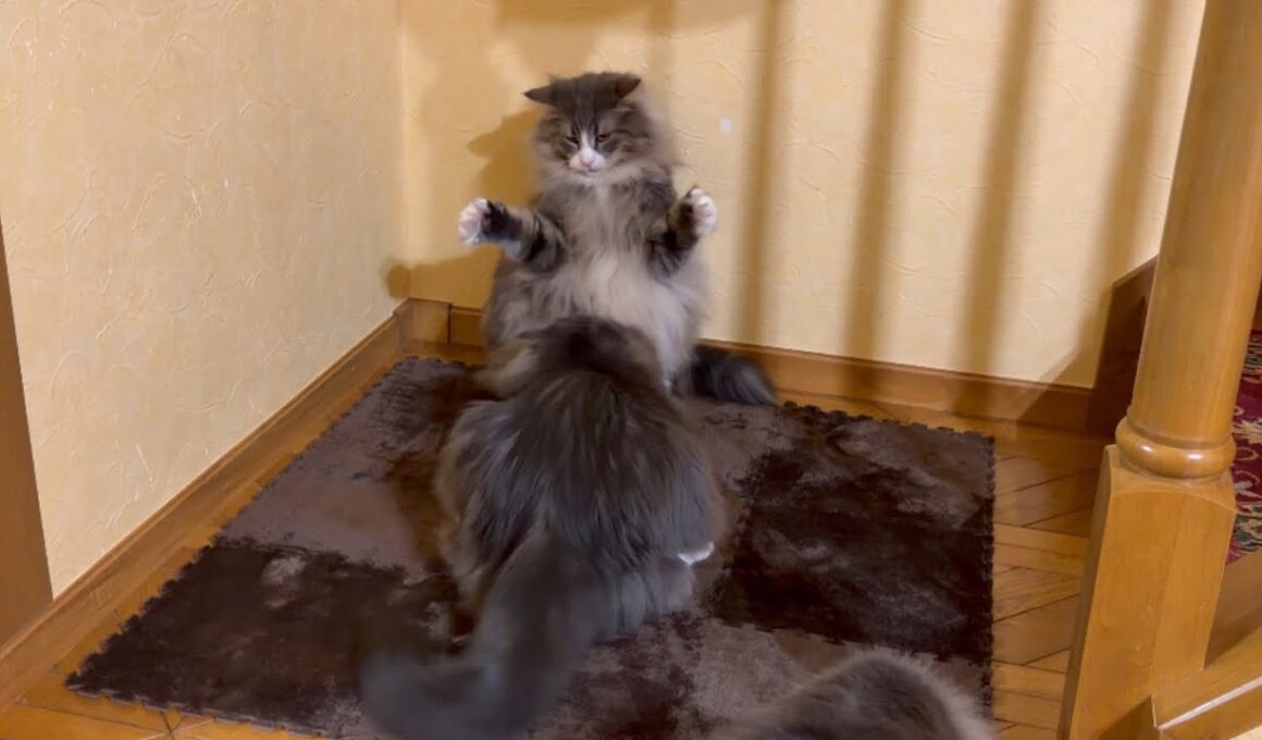 【占領⁉︎】新しいカーペットが気に入っちゃったもふ猫たち！！ノルウェージャンフォレストキャットとターキッシュアンゴラ