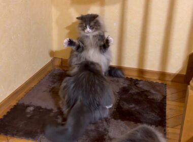 【占領⁉︎】新しいカーペットが気に入っちゃったもふ猫たち！！ノルウェージャンフォレストキャットとターキッシュアンゴラ