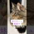 妹大好きメインクーンのポニュ #cat #猫のいる暮らし #ねこのいる生活 #cute #メインクーン #ノルウェージャンフォレストキャット