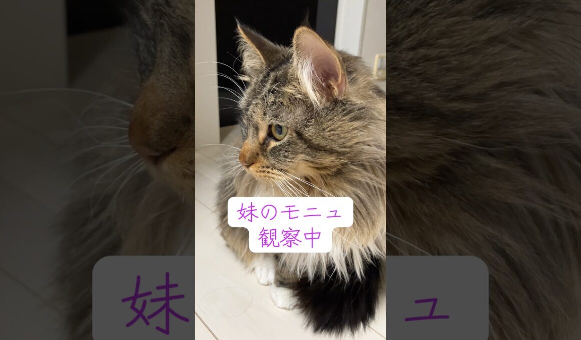 妹大好きメインクーンのポニュ #cat #猫のいる暮らし #ねこのいる生活 #cute #メインクーン #ノルウェージャンフォレストキャット