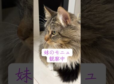妹大好きメインクーンのポニュ #cat #猫のいる暮らし #ねこのいる生活 #cute #メインクーン #ノルウェージャンフォレストキャット