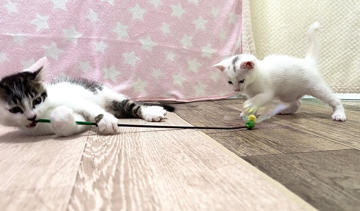 兄猫と子猫の猫じゃらし遊びが可愛いすぎた【白玉ちゃん＆坊ちゃん日記】So sweet: Big brother and kittens