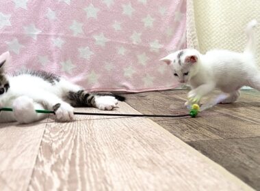 兄猫と子猫の猫じゃらし遊びが可愛いすぎた【白玉ちゃん＆坊ちゃん日記】So sweet: Big brother and kittens