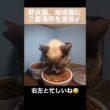 たぬシャム君が野良猫・地域猫食堂にご飯を食べに来たよ。右の器、左の器と忙しなく食べる。
