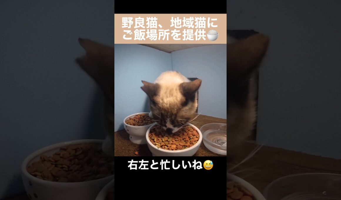 たぬシャム君が野良猫・地域猫食堂にご飯を食べに来たよ。右の器、左の器と忙しなく食べる。