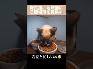 たぬシャム君が野良猫・地域猫食堂にご飯を食べに来たよ。右の器、左の器と忙しなく食べる。