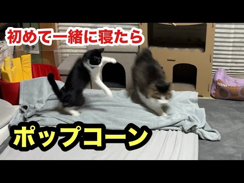 初めて一緒に寝る子猫がポップコーン状態でこうなりました