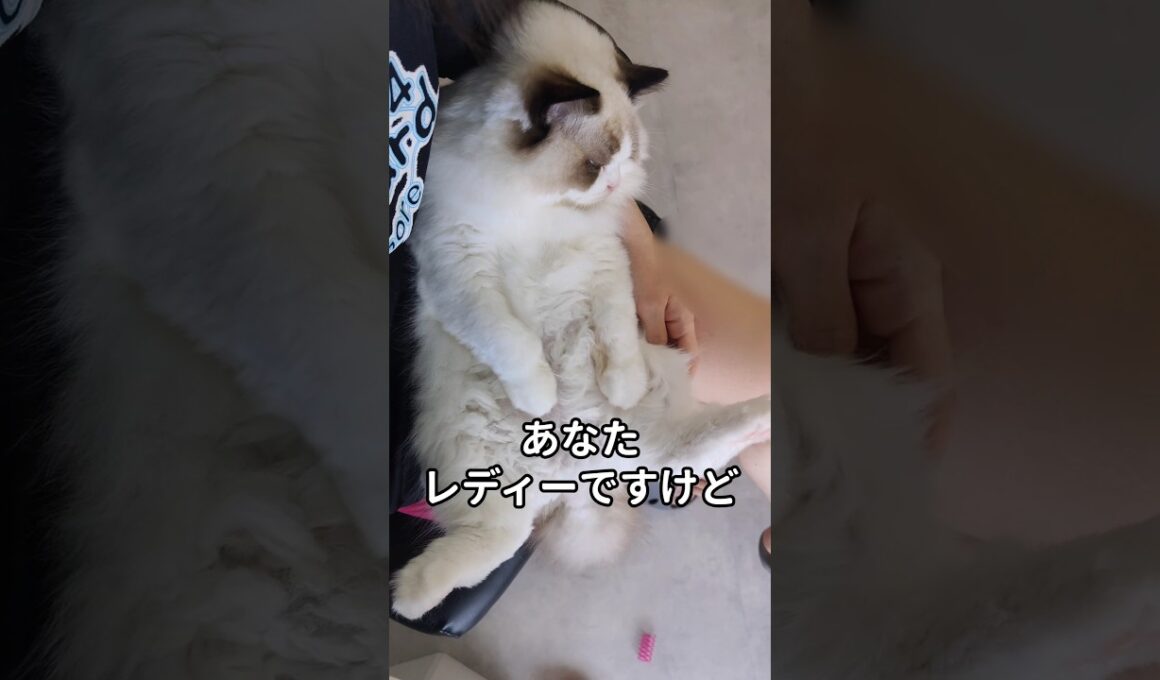 #shorts #猫 #子猫 #ラグドール #甘えん坊猫 #ぬいぐるみ猫