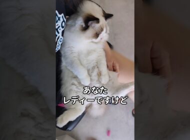 #shorts #猫 #子猫 #ラグドール #甘えん坊猫 #ぬいぐるみ猫