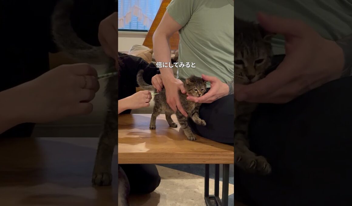 子猫の難病を治す方法が見つかった