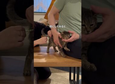 子猫の難病を治す方法が見つかった