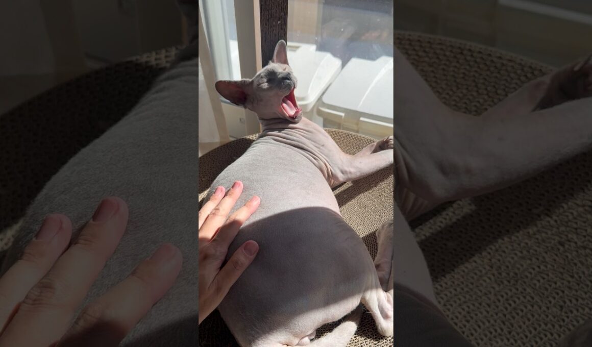 日向で気持ちよさそうな猫スルタン【スフィンクス】