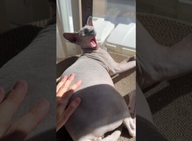 日向で気持ちよさそうな猫スルタン【スフィンクス】