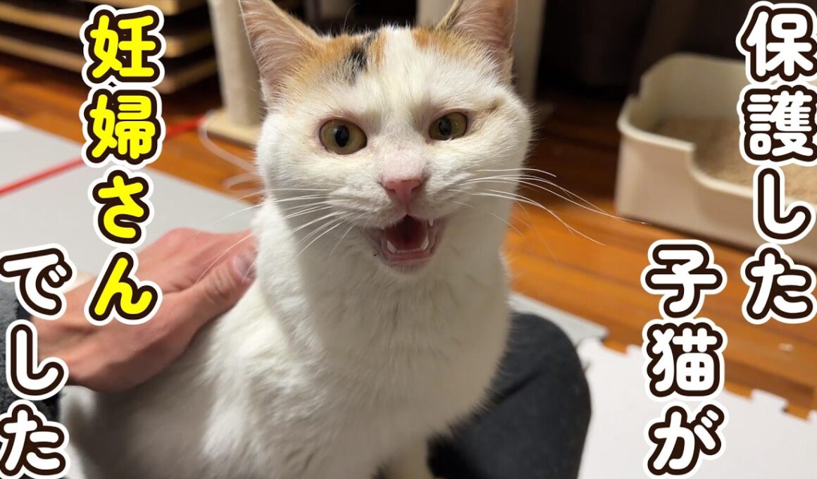 保護した子猫が検査の結果、妊婦であることが判明しました