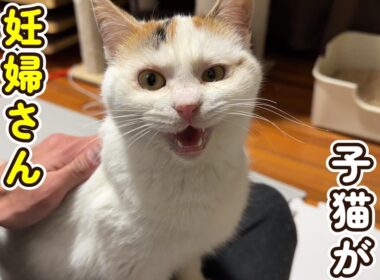 保護した子猫が検査の結果、妊婦であることが判明しました