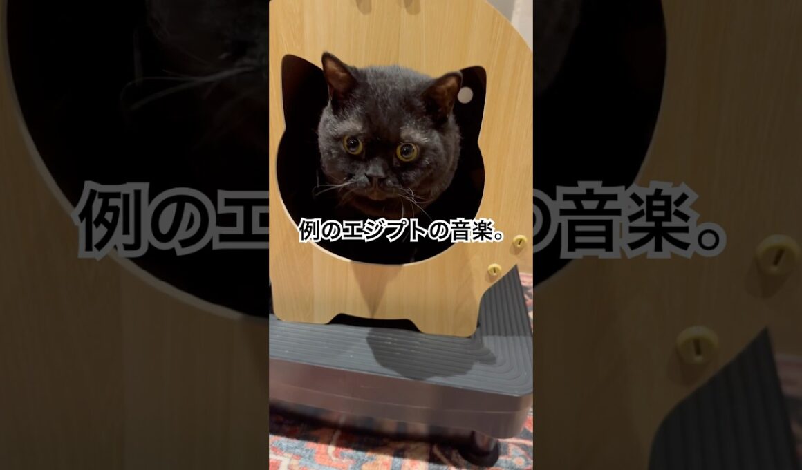 エジプトの神？ #cat #猫のいる暮らし #セルカークレックス #ブリティッシュショートヘア #くろねこ