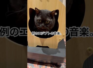 エジプトの神？ #cat #猫のいる暮らし #セルカークレックス #ブリティッシュショートヘア #くろねこ