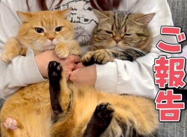 カラメルプリン一家から大切なご報告があります