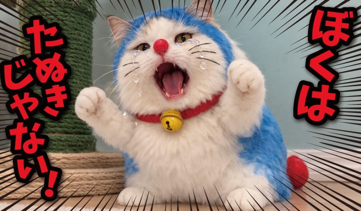 【衝撃の事実】ウチの猫、実はタヌキでした