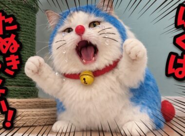 【衝撃の事実】ウチの猫、実はタヌキでした