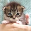 カワイイ鳴き声の赤ちゃん子猫がへそ天ポーズでアピールアピール？【赤ちゃん猫　保護猫】