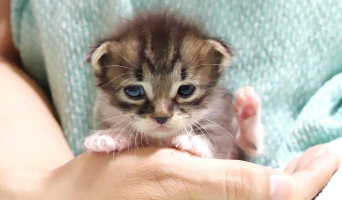 カワイイ鳴き声の赤ちゃん子猫がへそ天ポーズでアピールアピール？【赤ちゃん猫　保護猫】