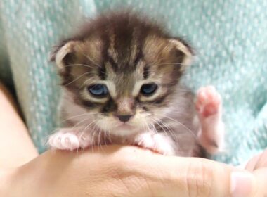 カワイイ鳴き声の赤ちゃん子猫がへそ天ポーズでアピールアピール？【赤ちゃん猫　保護猫】