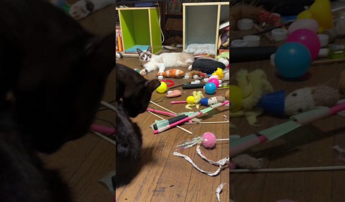 シャム猫のパンダ「三毛猫ミックスは水飲み。黒猫くー、グルーミング。黒猫の黒夢・・・、首、痛くない」