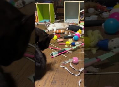 シャム猫のパンダ「三毛猫ミックスは水飲み。黒猫くー、グルーミング。黒猫の黒夢・・・、首、痛くない」