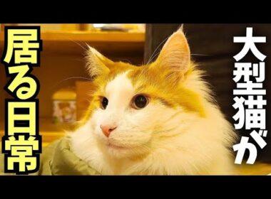 実際にメインクーンが居るいつもの日常です