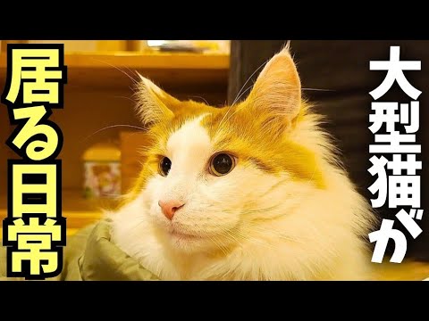 実際にメインクーンが居るいつもの日常です