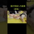 猫が放屁して犬が気絶する瞬間...笑#shorts