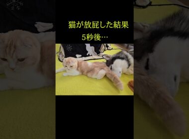 猫が放屁して犬が気絶する瞬間...笑#shorts