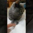 【本物：スフィンクスMadam Dorothy】#Shorts #猫動画 #BritishShorthair #ブリティッシュショートヘアー #モフモフ猫 #猫のいる暮らし #猫のスフィンクス座り