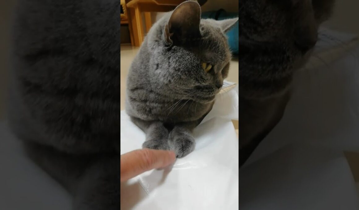 【本物：スフィンクスMadam Dorothy】#Shorts #猫動画 #BritishShorthair #ブリティッシュショートヘアー #モフモフ猫 #猫のいる暮らし #猫のスフィンクス座り