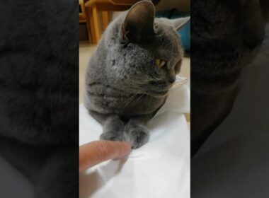 【本物：スフィンクスMadam Dorothy】#Shorts #猫動画 #BritishShorthair #ブリティッシュショートヘアー #モフモフ猫 #猫のいる暮らし #猫のスフィンクス座り