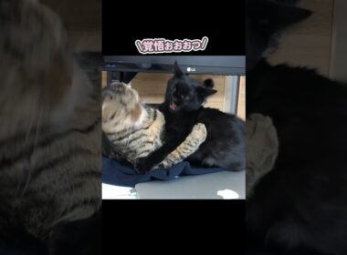 まさか、こんな結末になるなんて…