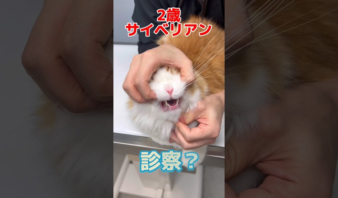 年1回の健康診断をしに2歳サイベリアンが動物病院にやって来た！