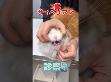 年1回の健康診断をしに2歳サイベリアンが動物病院にやって来た！