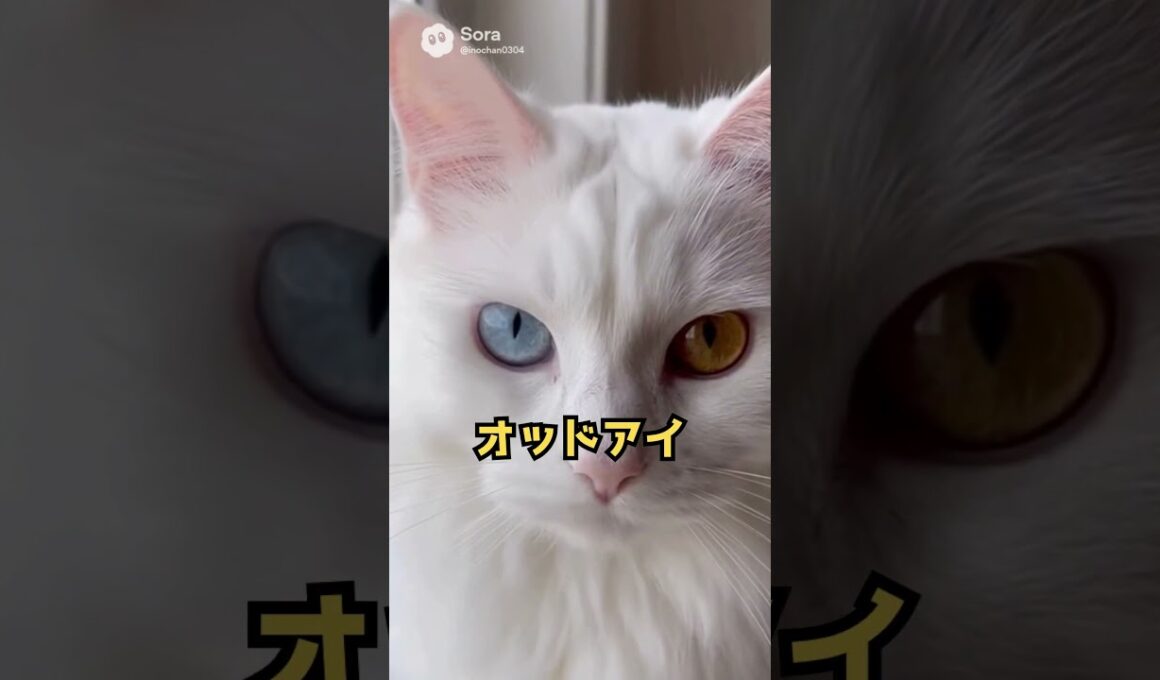 この猫、左右で目の色が違う。ターキッシュアンゴラの不思議｜猫の雑学 #shorts