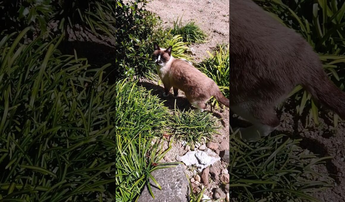 シャム猫さんと探索🐾#猫 #cat #ねこ #cat #Shorts