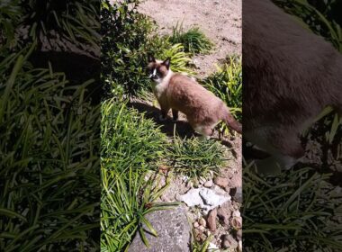 シャム猫さんと探索🐾#猫 #cat #ねこ #cat #Shorts