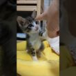 カワイイねこパンチ炸裂😺 #kitten #好きな子猫 #cat #猫のいる暮らし #cute #kitty #保護猫 #子ネコ #猫好きさんと繋がりたい #ねこ #猫のいる生活 #gatto