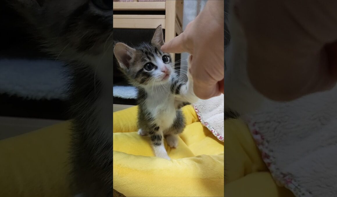 カワイイねこパンチ炸裂😺 #kitten #好きな子猫 #cat #猫のいる暮らし #cute #kitty #保護猫 #子ネコ #猫好きさんと繋がりたい #ねこ #猫のいる生活 #gatto