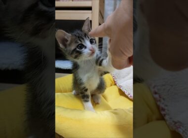 カワイイねこパンチ炸裂😺 #kitten #好きな子猫 #cat #猫のいる暮らし #cute #kitty #保護猫 #子ネコ #猫好きさんと繋がりたい #ねこ #猫のいる生活 #gatto