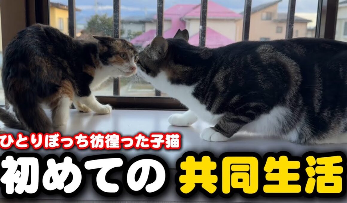 子猫が隔離期間を終え先輩達の部屋へ引越しました